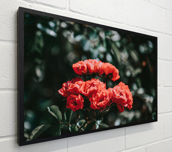 Crimson Rose Cluster