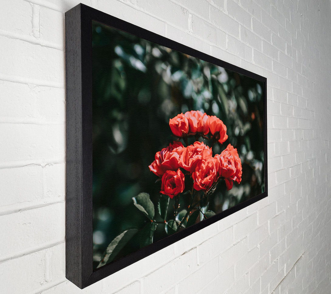  A Canvas Print of Crimson Rose Cluster Canvas Wall Art