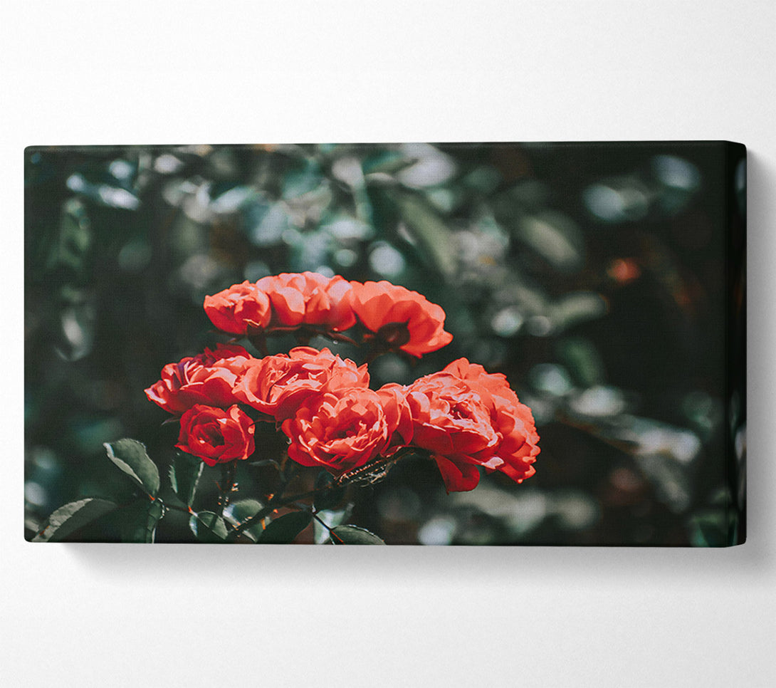  A Canvas Print of Crimson Rose Cluster Canvas Wall Art
