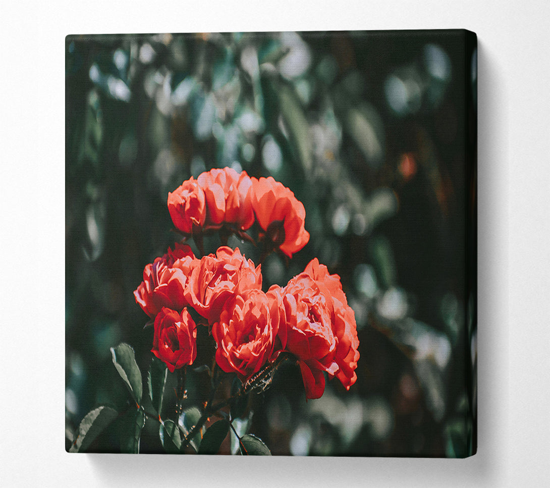  A Canvas Print of Crimson Rose Cluster Canvas Wall Art