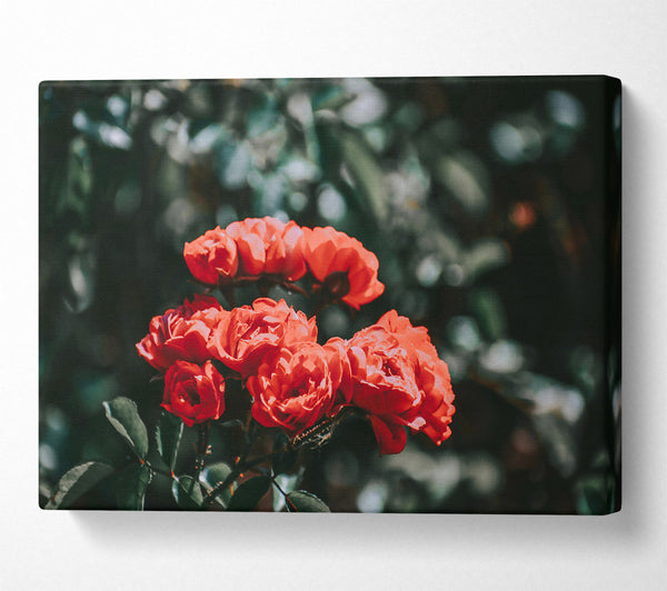  A Canvas Print of Crimson Rose Cluster Canvas Wall Art