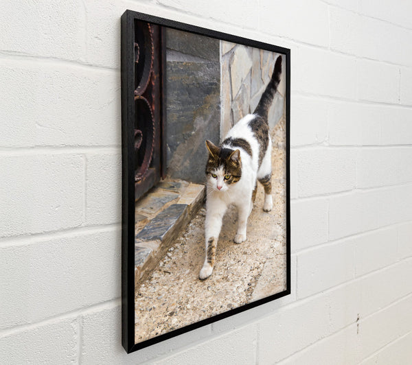 White Cat On Tan Stone