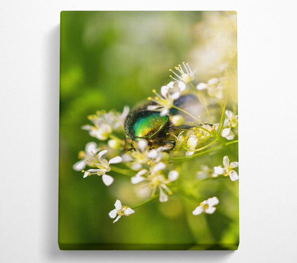  A Canvas Print of Emerald Beetle Bloom Canvas Art