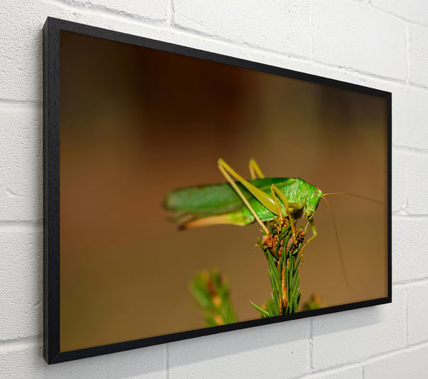 Emerald Grasshopper Perch