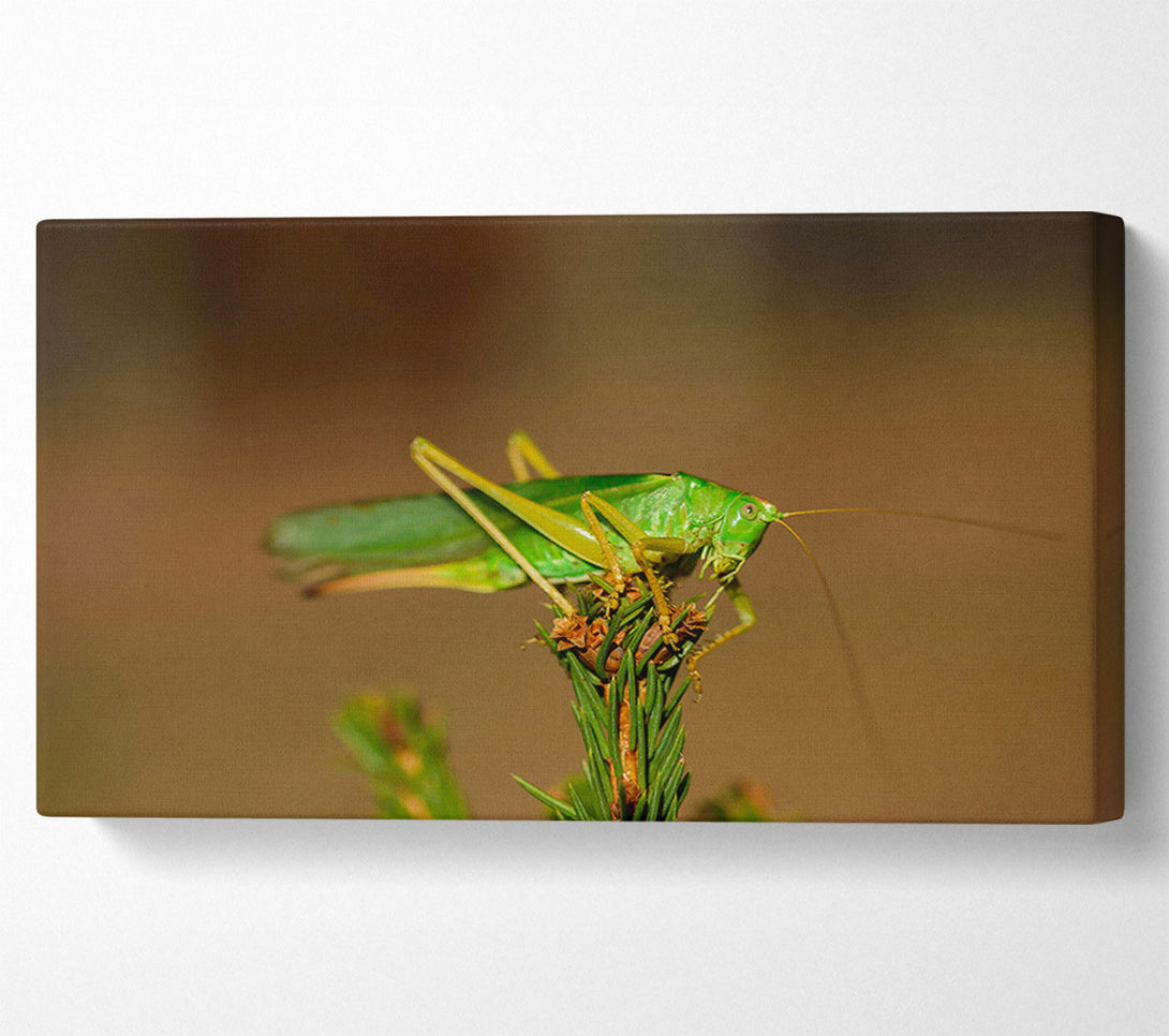  A Canvas Print of Emerald Grasshopper Perch Canvas Wall Art