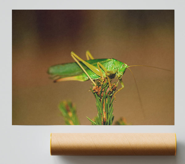 Emerald Grasshopper Perch Print