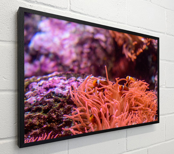 Coral Reef Orange