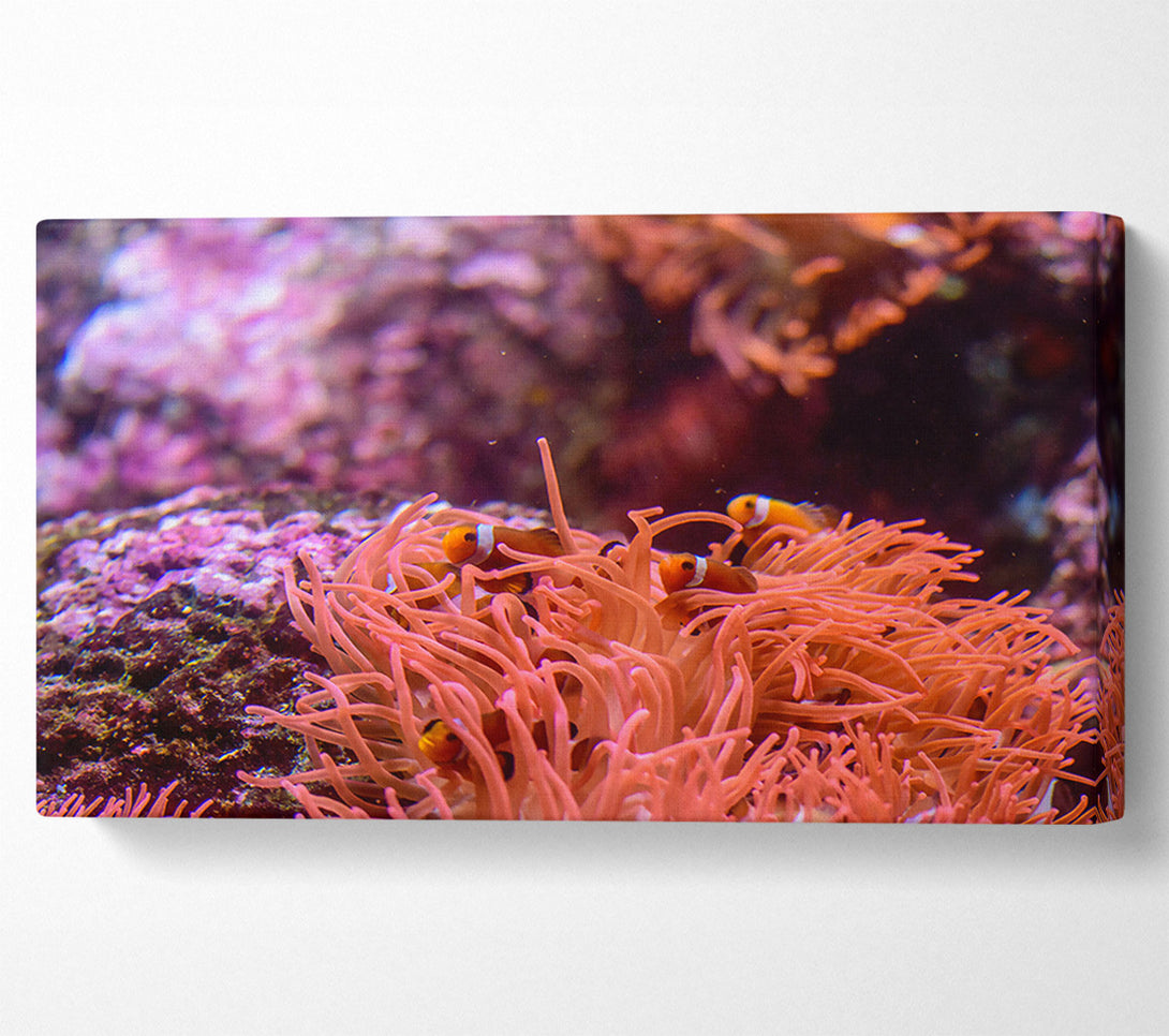  A Canvas Print of Coral Reef Orange Canvas Print