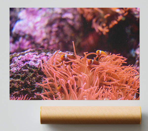 Coral Reef Orange Giclee Print