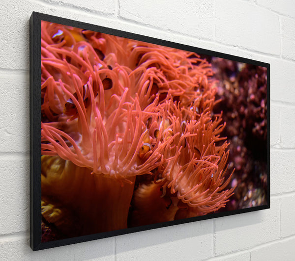 Coral Reef Embrace