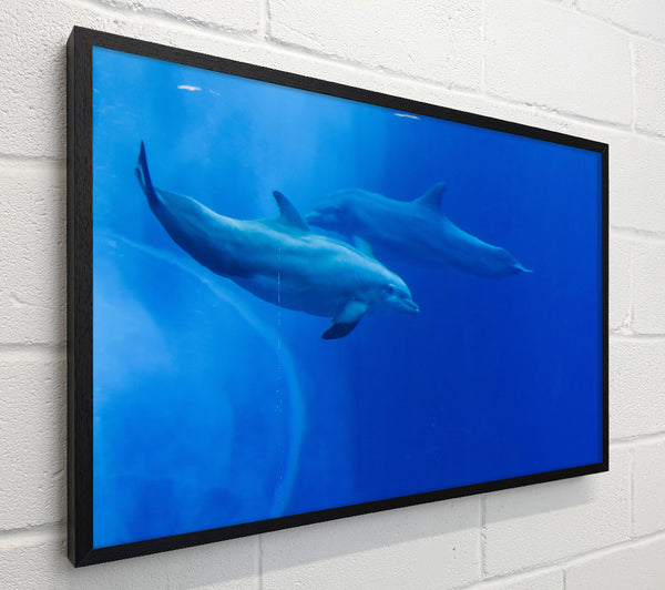 Blue Dolphin Dive