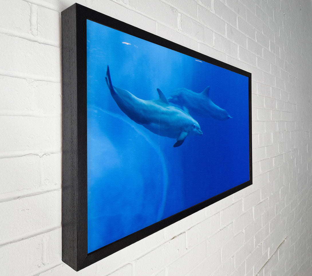  A Canvas Print of Blue Dolphin Dive Canvas Wall Art