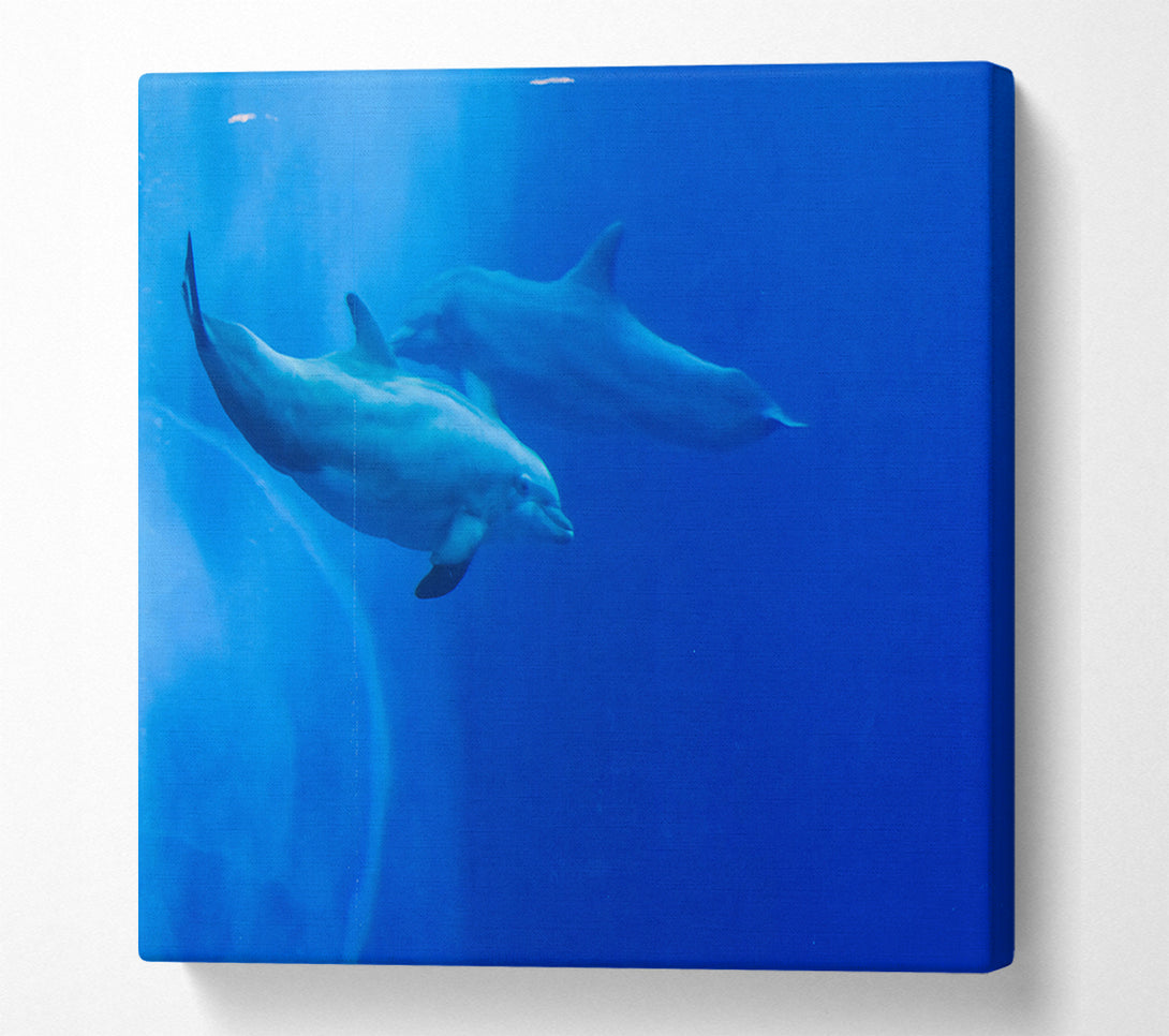  A Canvas Print of Blue Dolphin Dive Canvas Wall Art