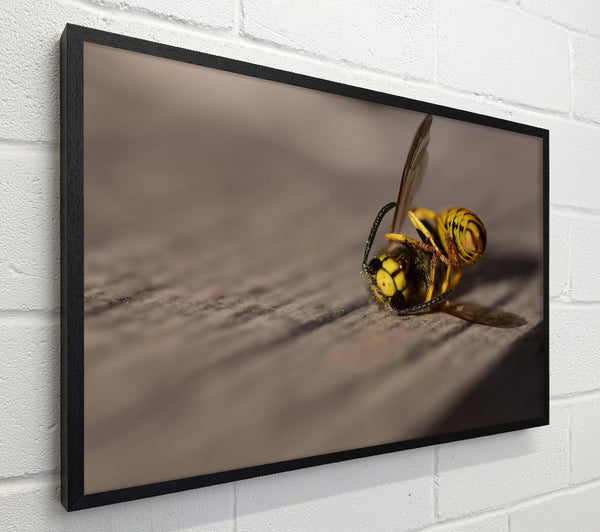 Yellow Wasp Struggle