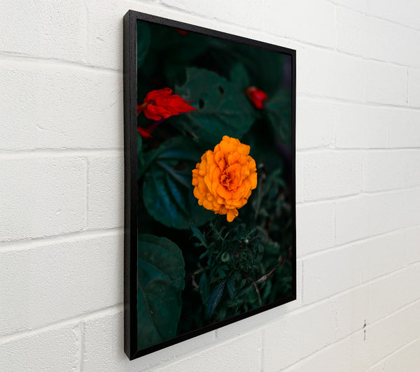 Orange Bloom In Green