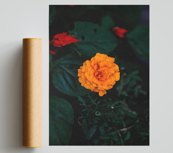 Orange Bloom In Green Poster