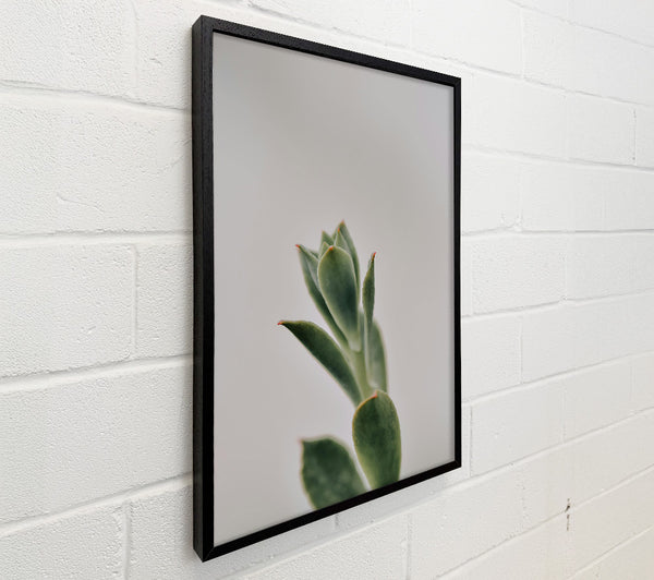 Green Succulent Sprout
