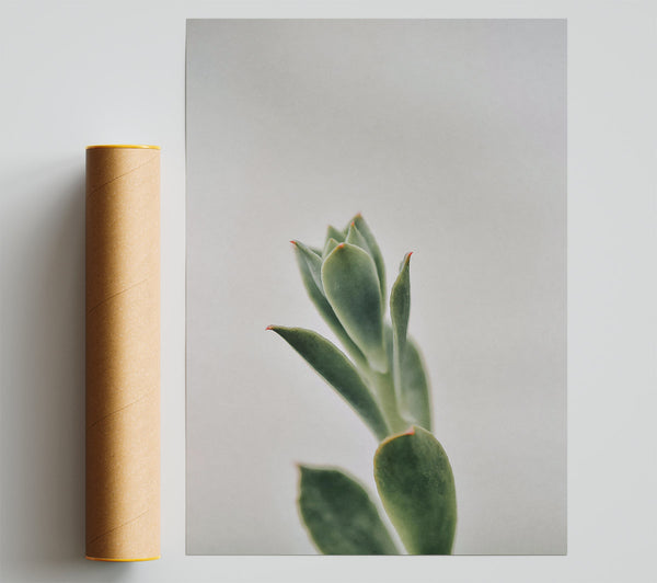 Green Succulent Sprout Poster