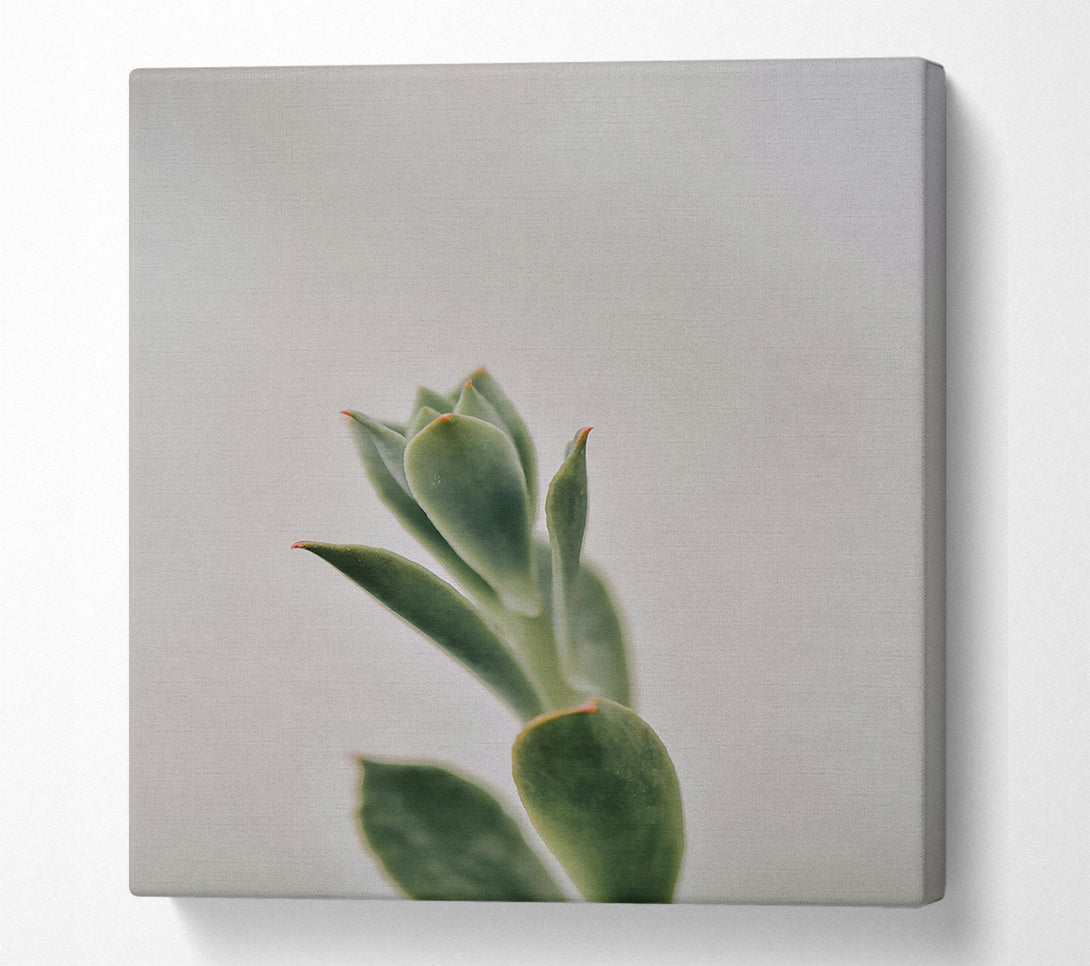  A Canvas Print of Green Succulent Sprout Canvas Print
