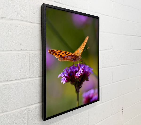 Orange Butterfly On Purple Blooms