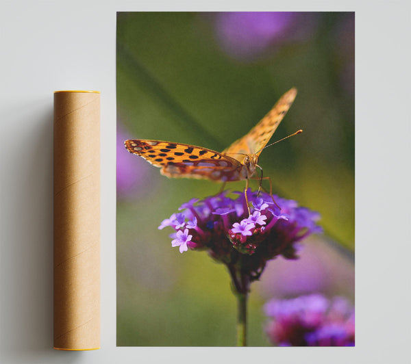 Orange Butterfly On Purple Blooms Print