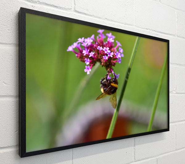 Purple Bumble Bee