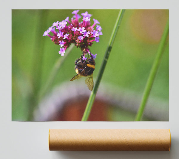 Purple Bumble Bee Poster