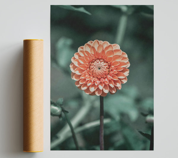 Peach Bloom Beauty Giclee Print