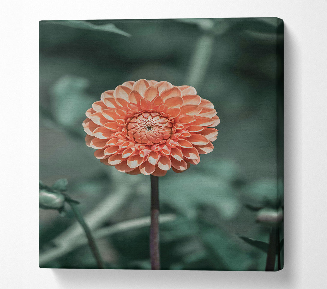  A Canvas Print of Peach Bloom Beauty Canvas Art