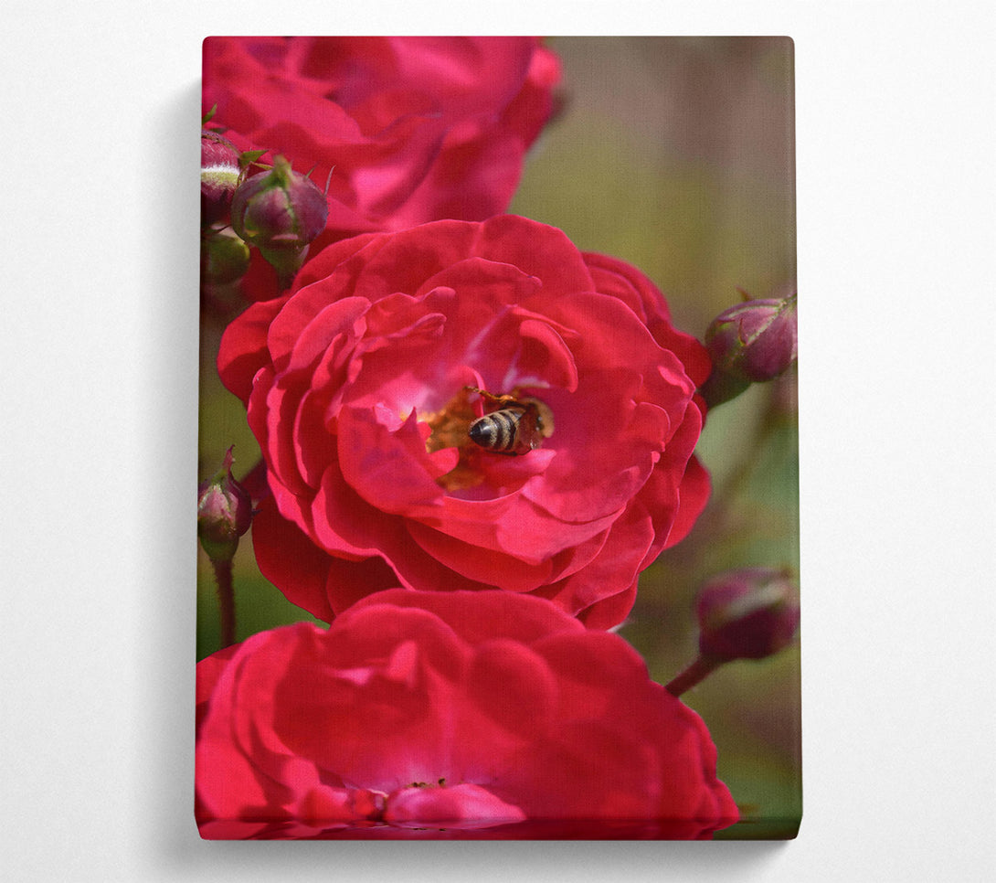  A Canvas Print of Crimson Rose Embrace Canvas Print