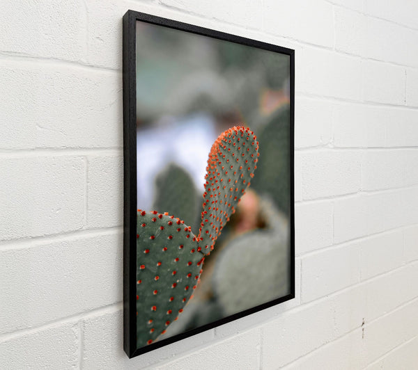 Orange Prickly Pear