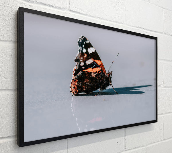 Orange Butterfly Reflection