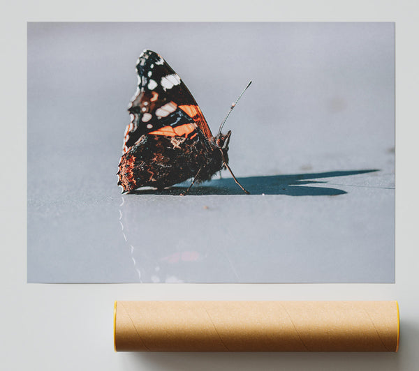 Orange Butterfly Reflection Poster