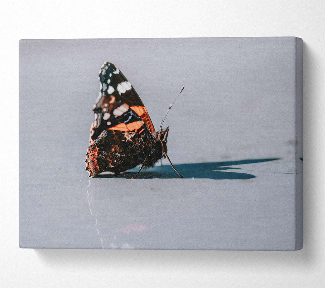  A Canvas Print of Orange Butterfly Reflection Canvas Print