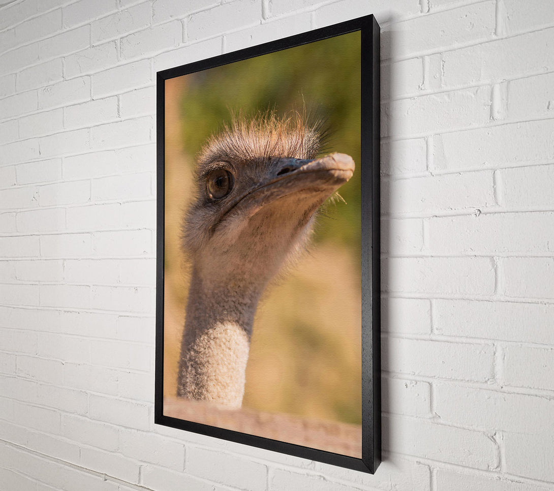  A Canvas Print of Tan Ostrich Gaze Canvas Wall Art