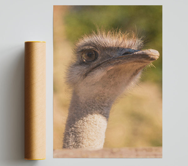 Tan Ostrich Gaze Print