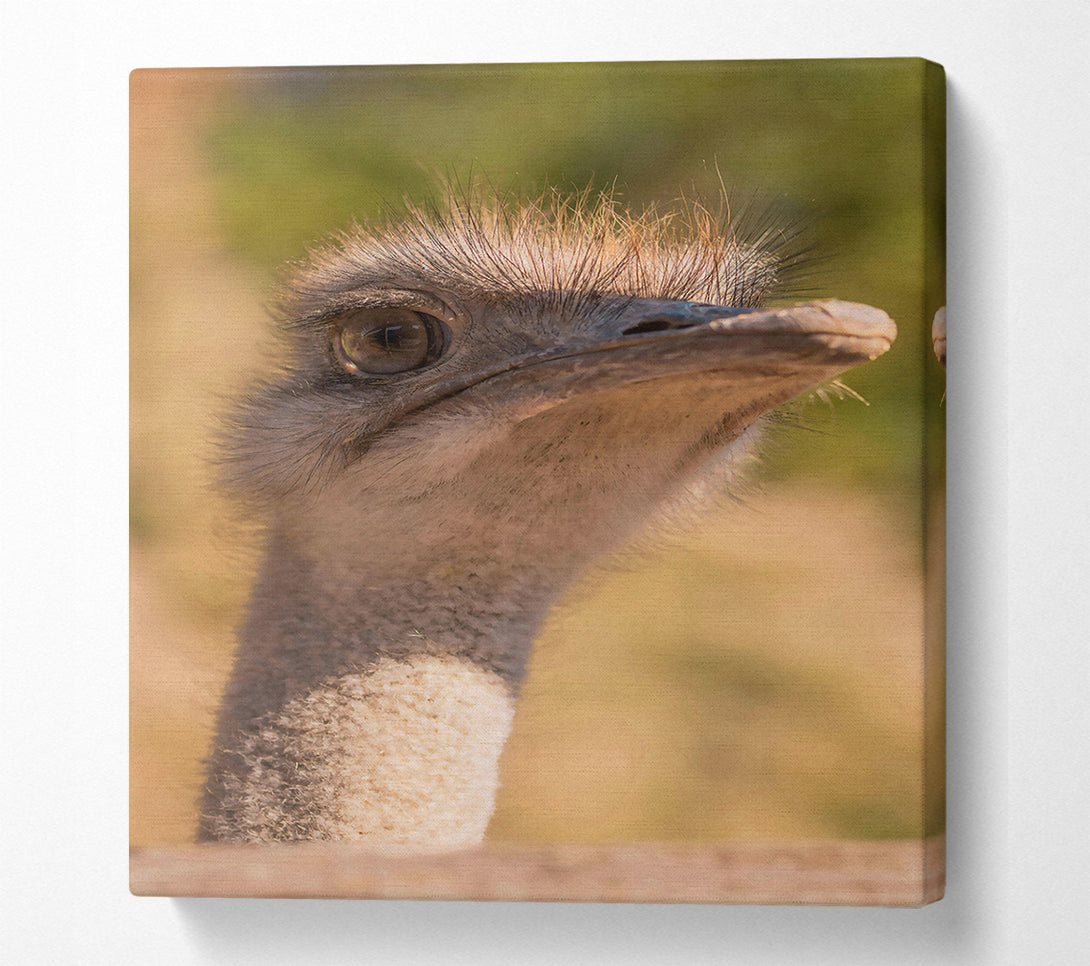  A Canvas Print of Tan Ostrich Gaze Canvas Wall Art
