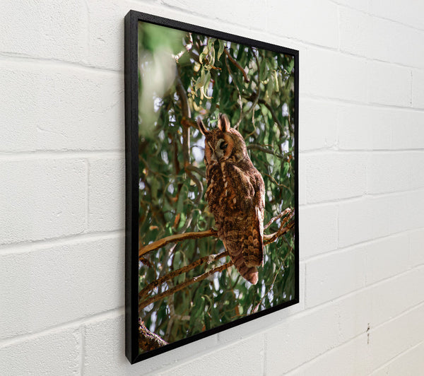 Brown Owl In The Tree