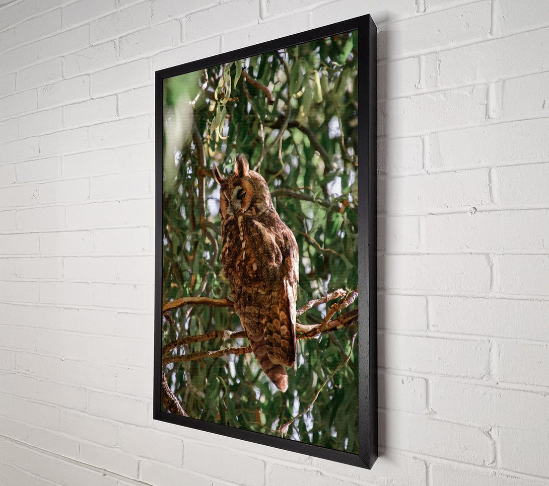  A Canvas Print of Brown Owl In The Tree Canvas Print