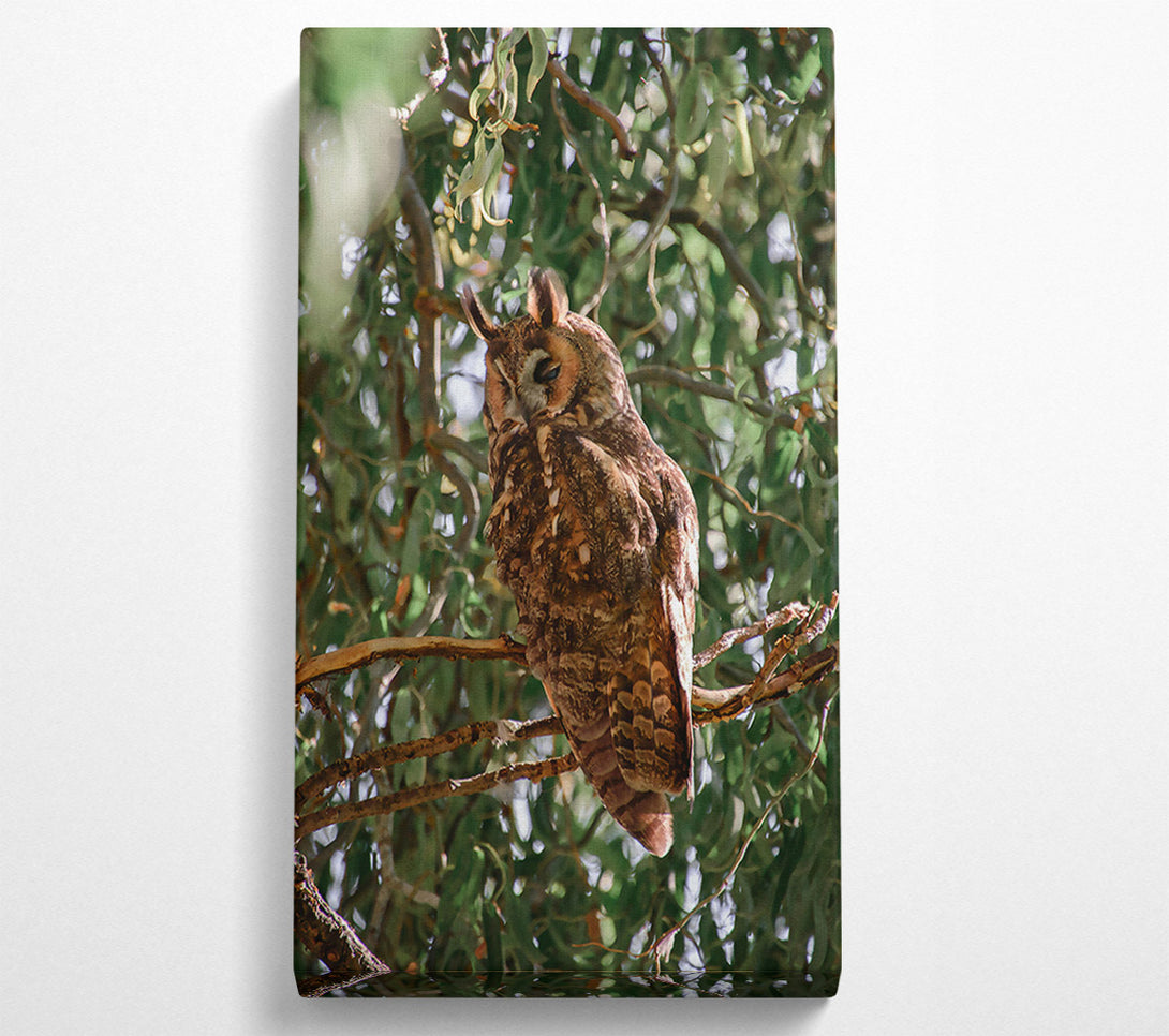  A Canvas Print of Brown Owl In The Tree Canvas Print