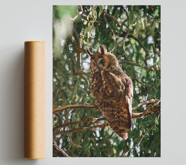 Brown Owl In The Tree Giclee Print