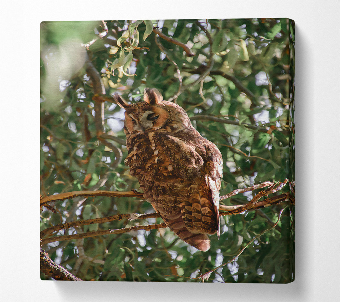  A Canvas Print of Brown Owl In The Tree Canvas Print