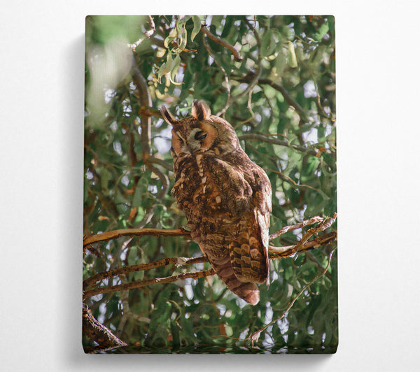  A Canvas Print of Brown Owl In The Tree Canvas Print