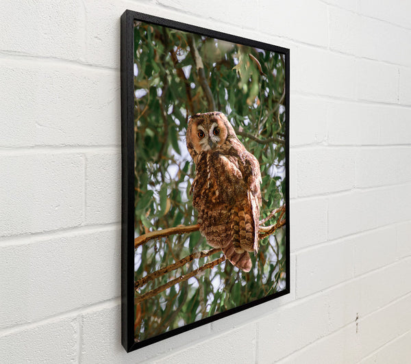 Brown Owl'S Gaze