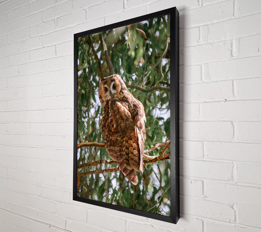  A Canvas Print of Brown Owl'S Gaze Canvas Print