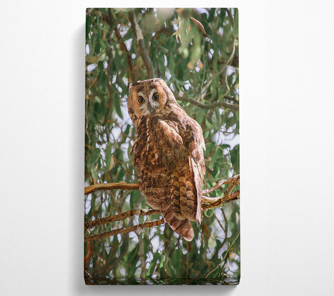  A Canvas Print of Brown Owl'S Gaze Canvas Print