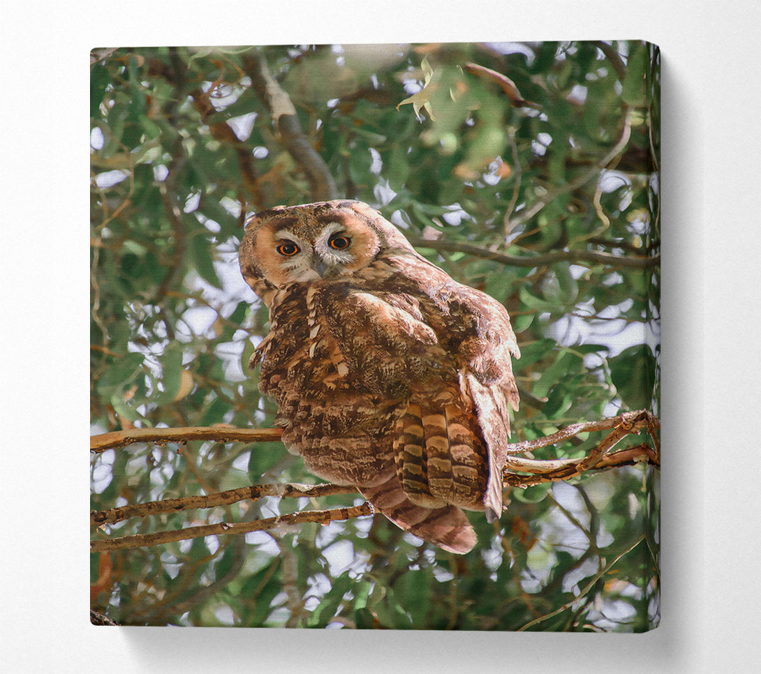  A Canvas Print of Brown Owl'S Gaze Canvas Print