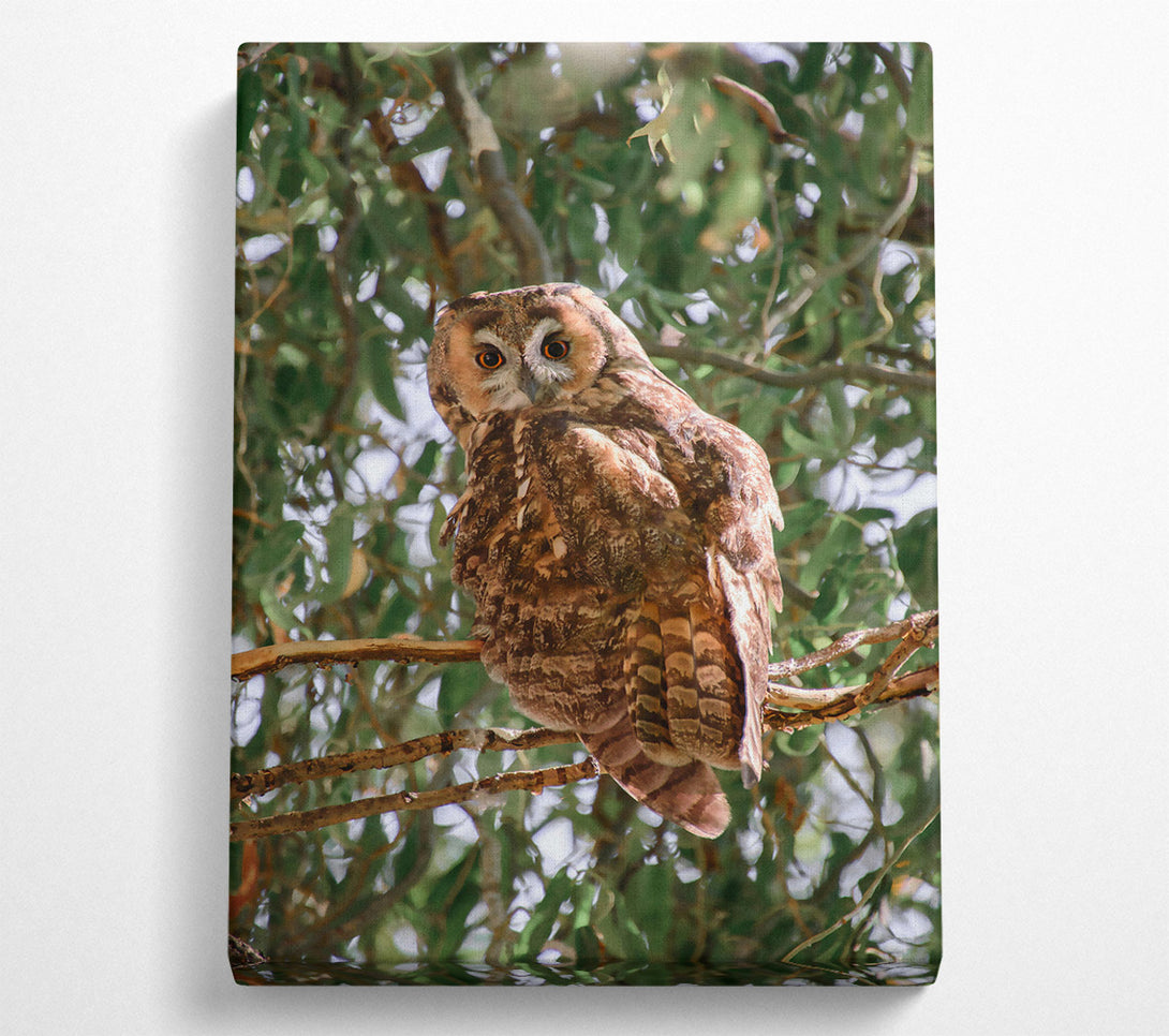  A Canvas Print of Brown Owl'S Gaze Canvas Print
