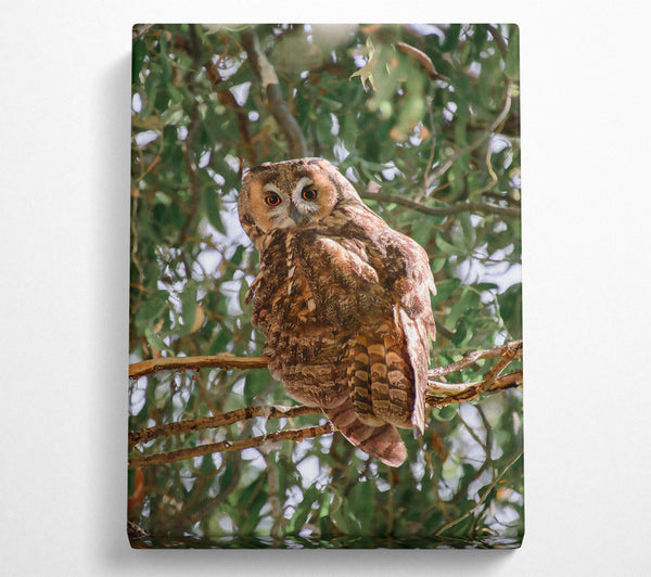  A Canvas Print of Brown Owl'S Gaze Canvas Print