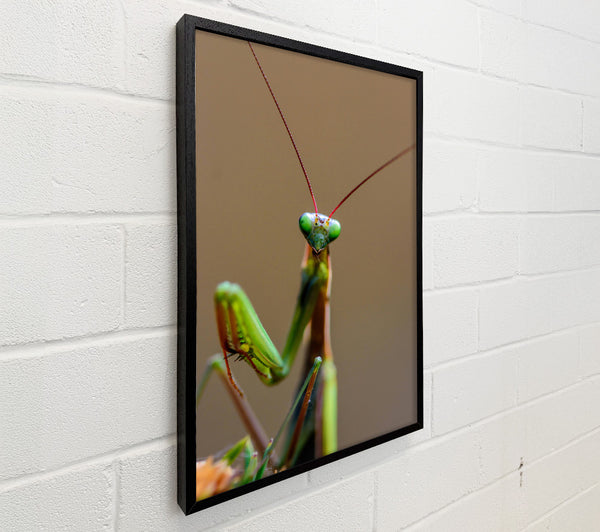 Green Mantis Stare